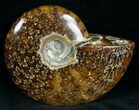 Cleoniceras Ammonite Fossil - Madagascar #7354-2
